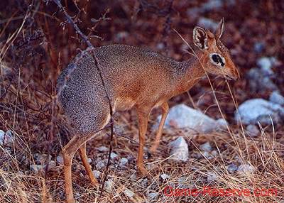 damara_dik-dik_ng
