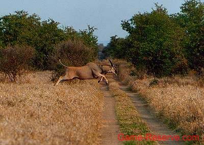 eland_leaping_over_track_ng