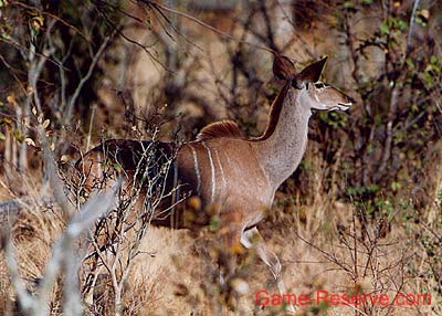 kudu_female_ng