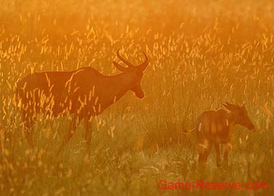 tsessebe_at_dusk