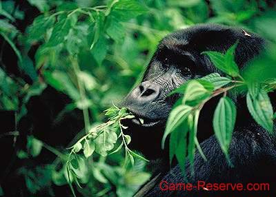 gorilla_feeding_da