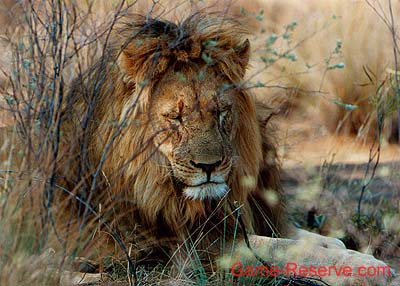 lion_nap_ng