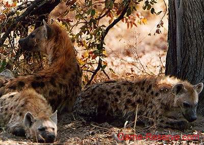 spotted_hyena_ng