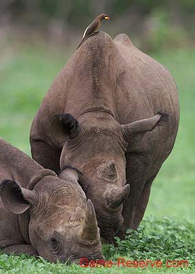 rhino_and_yellowbilled_oxpecker