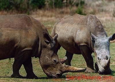 white_rhino_grazing_ng