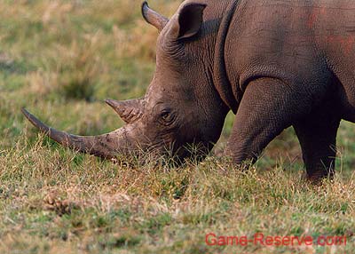 white_rhino_horn_ng