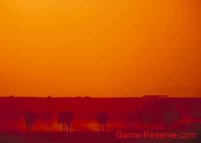 zebra_dusk